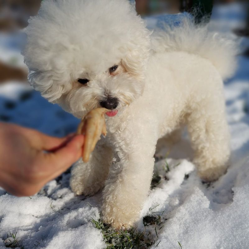 Bichon Frise