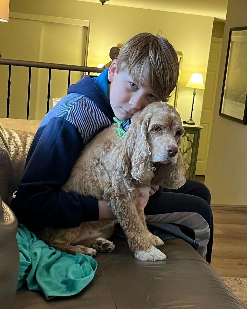 Cocker Spaniel