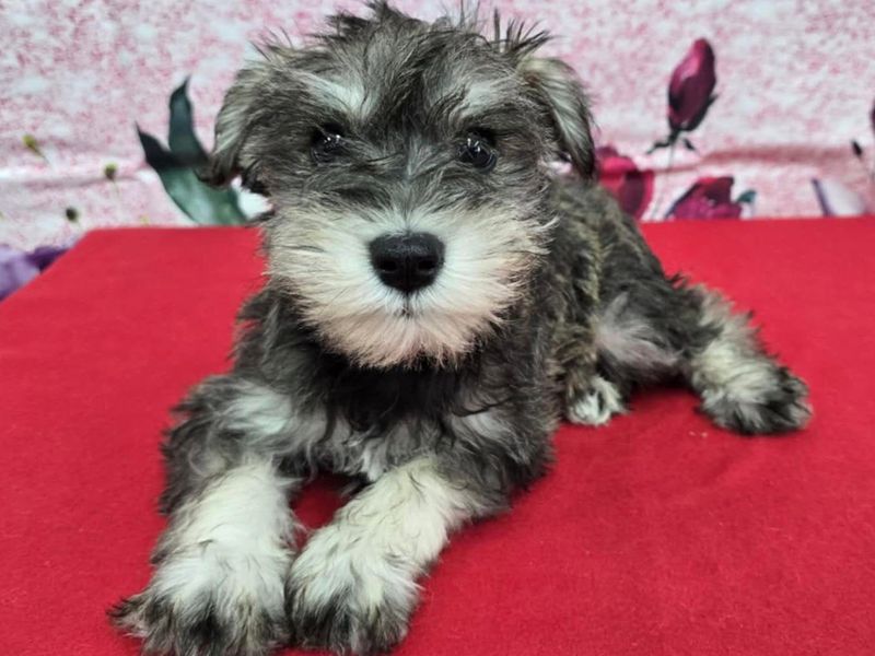Miniature Schnauzer