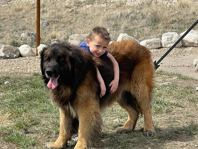 Leonberger