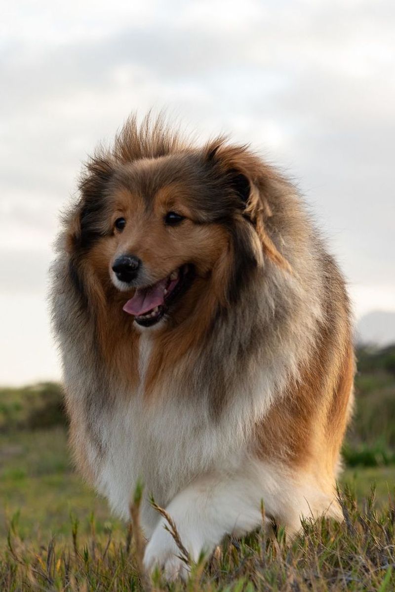 Collie