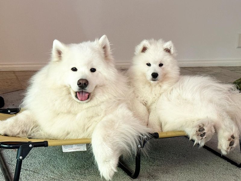 Samoyed