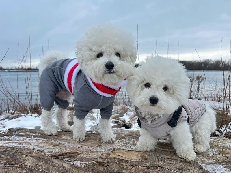 Bichon Frise