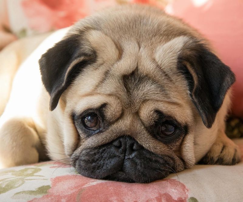 Pug