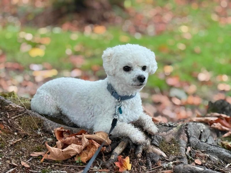 Bichon Frise