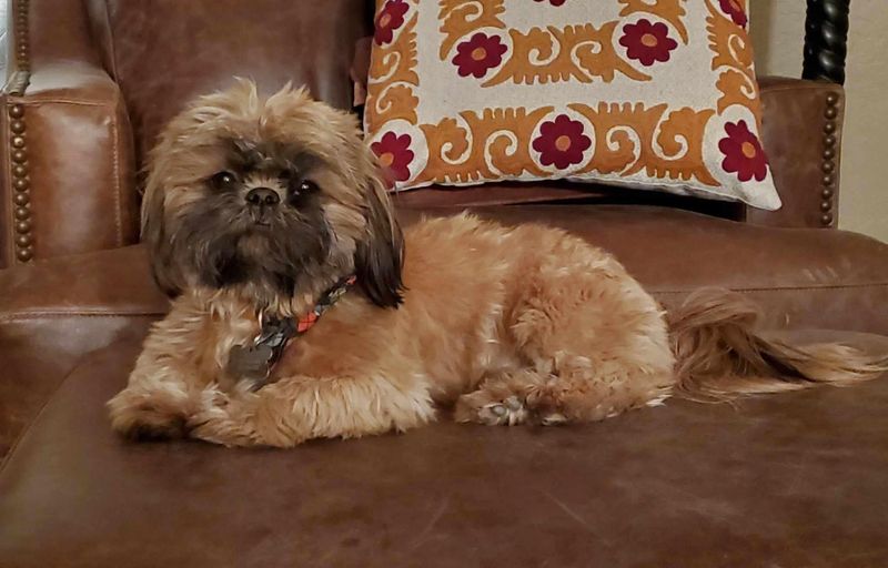 Shih Tzu