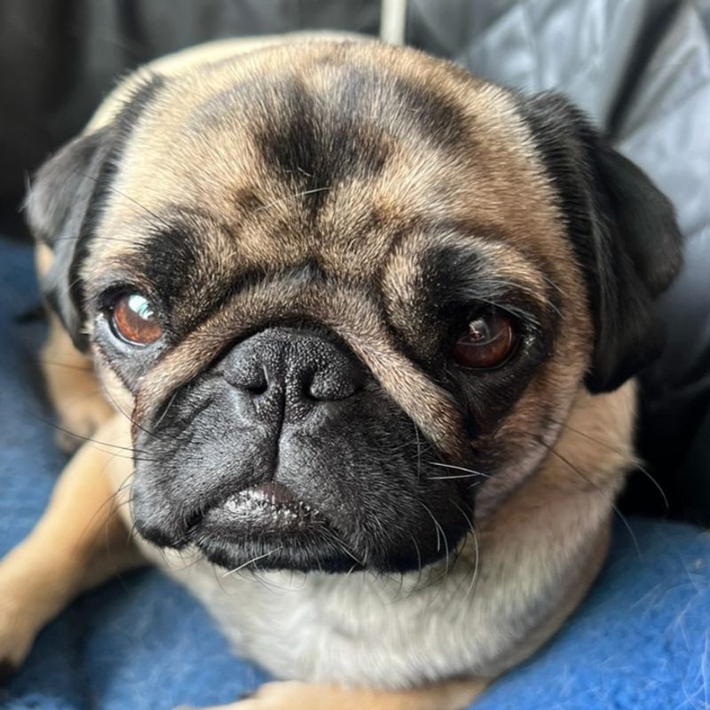 Pug