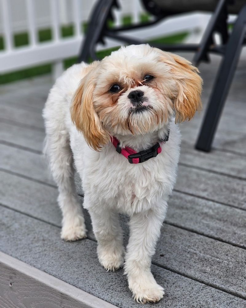 Shih Tzu