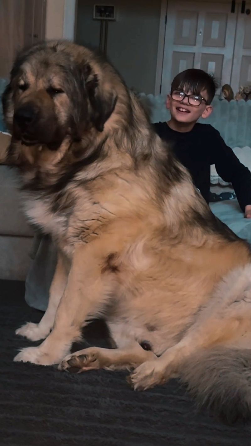 Caucasian Shepherd Dog