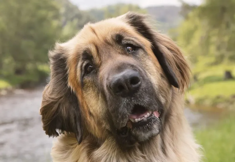 Leonberger