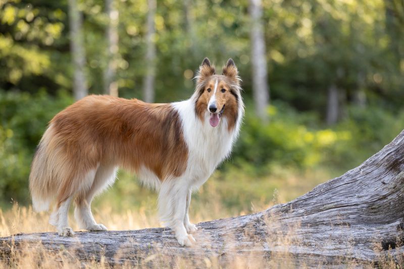 Collies: The Peacekeepers