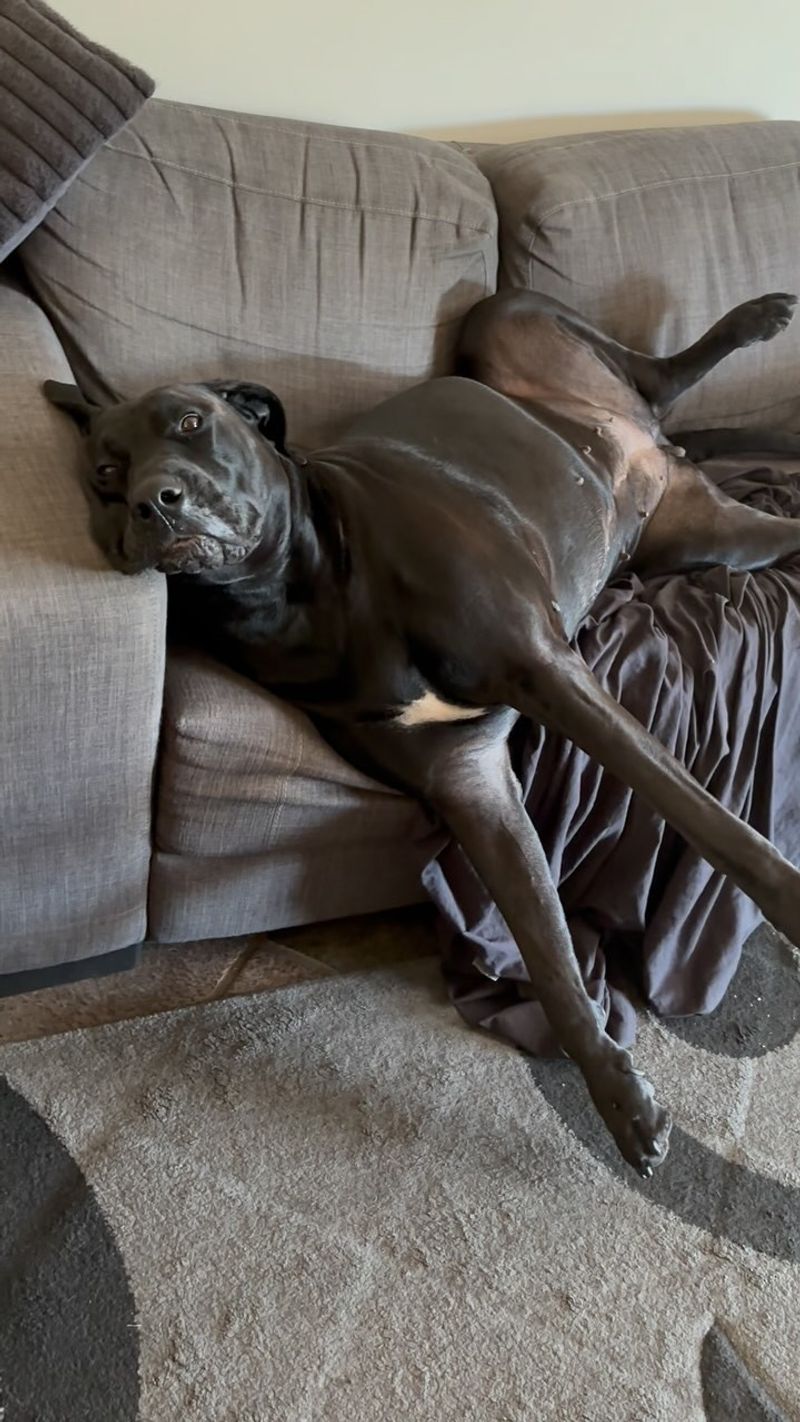 Great Dane