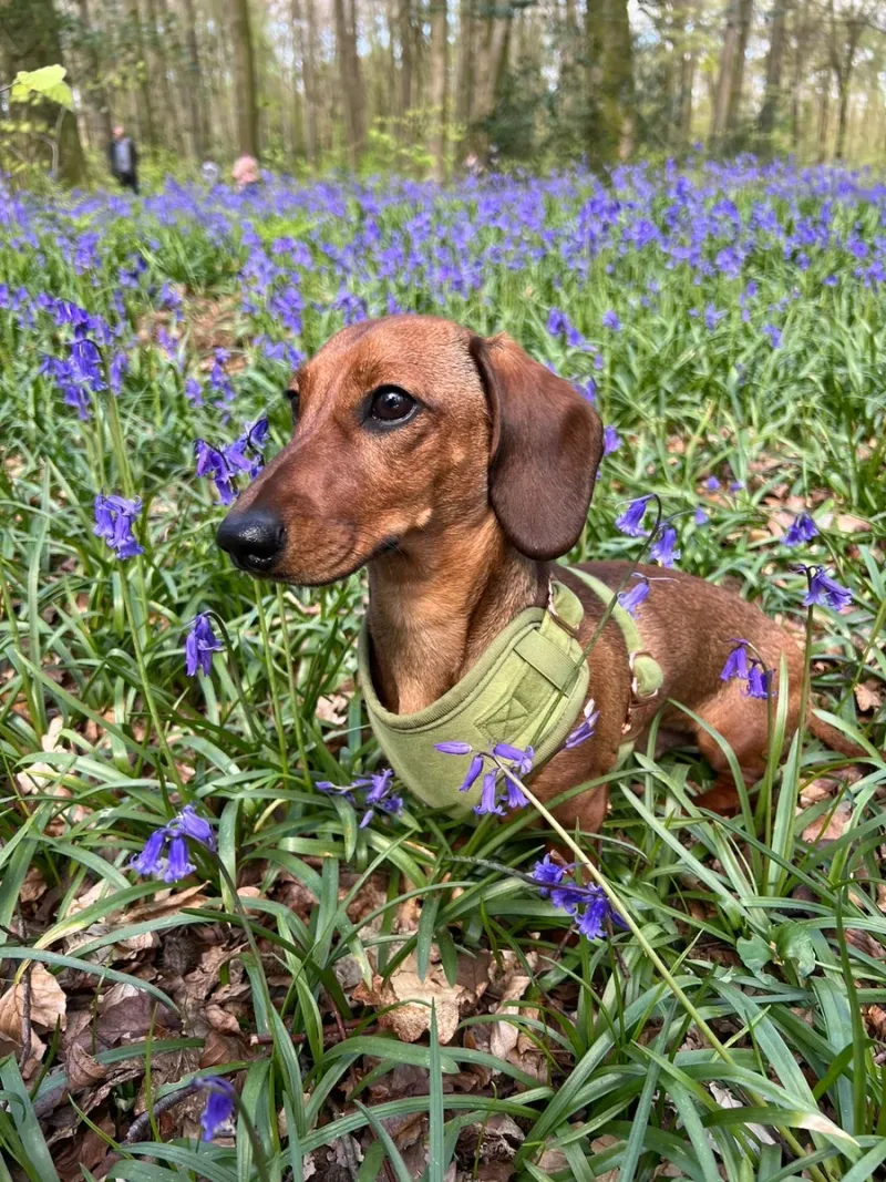 Dachshund