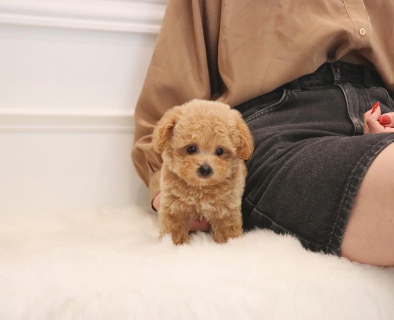 Toy Poodle