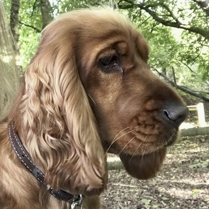 Cocker Spaniel
