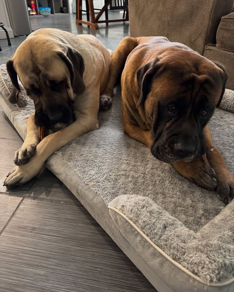 Mastiff