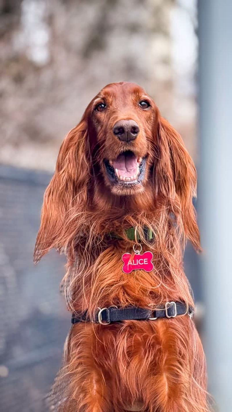 Irish Setter