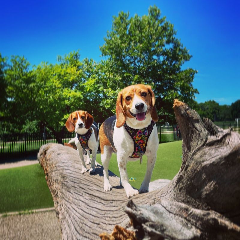 Beagle