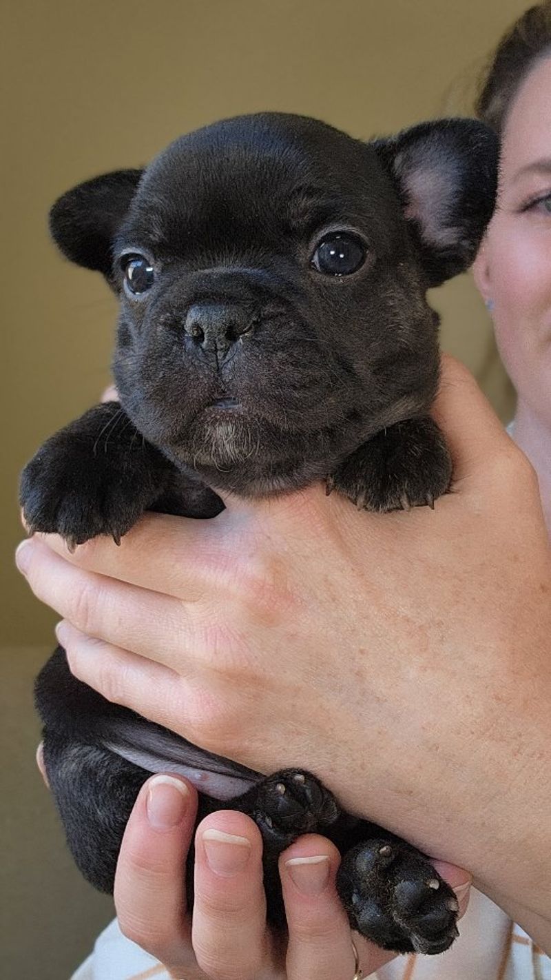 French Bulldog