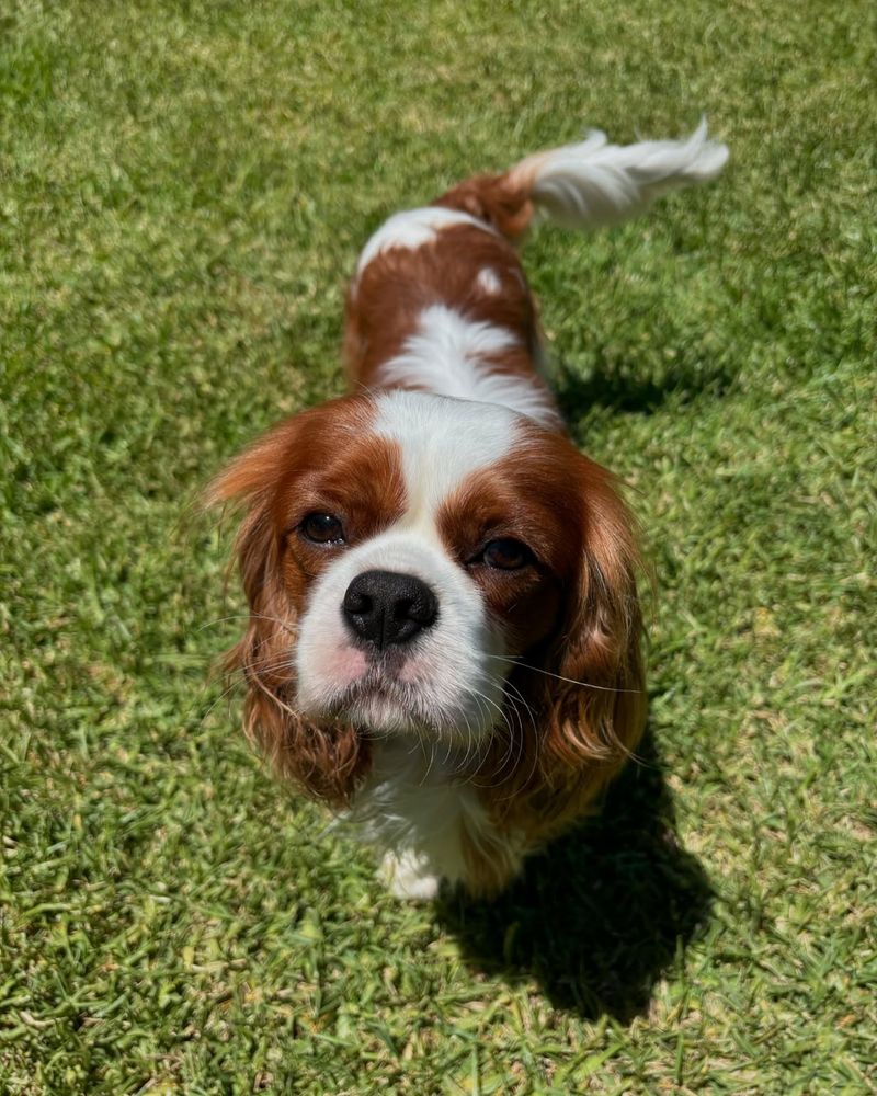 Cavalier King Charles Spaniel