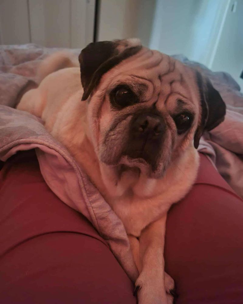 Pug