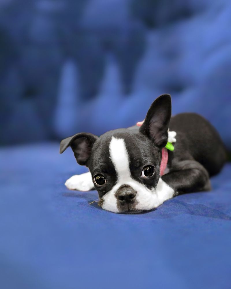 Boston Terrier