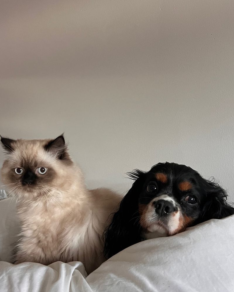 Cavalier King Charles Spaniel