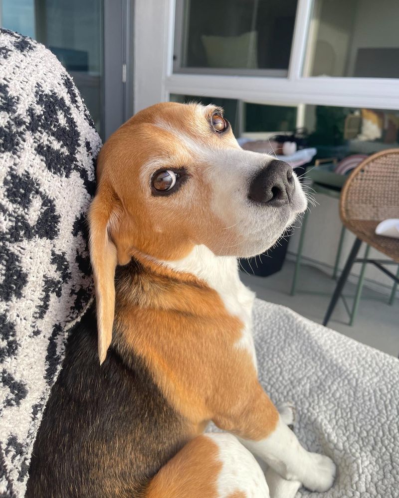 Beagle