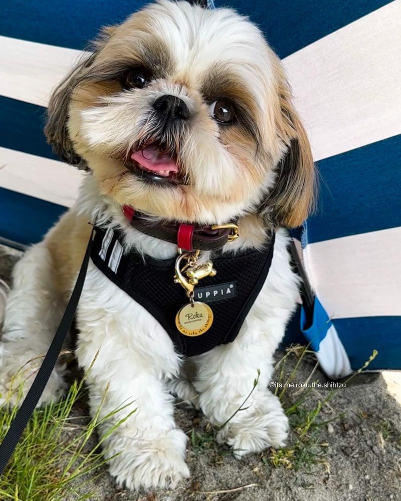Shih Tzu