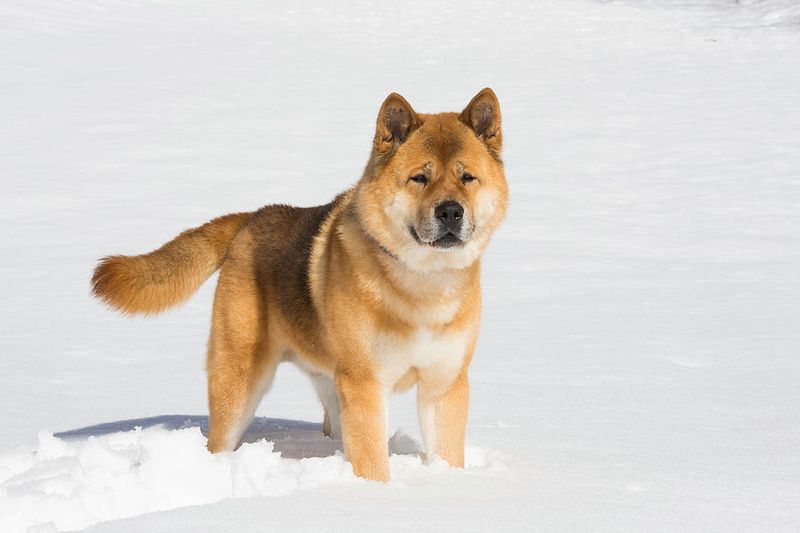 Akita