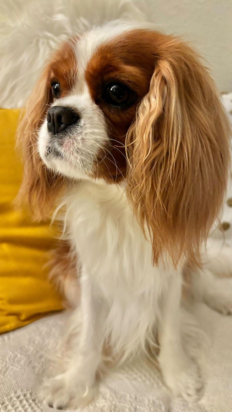 Cavalier King Charles Spaniel