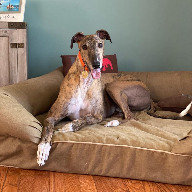 Greyhound