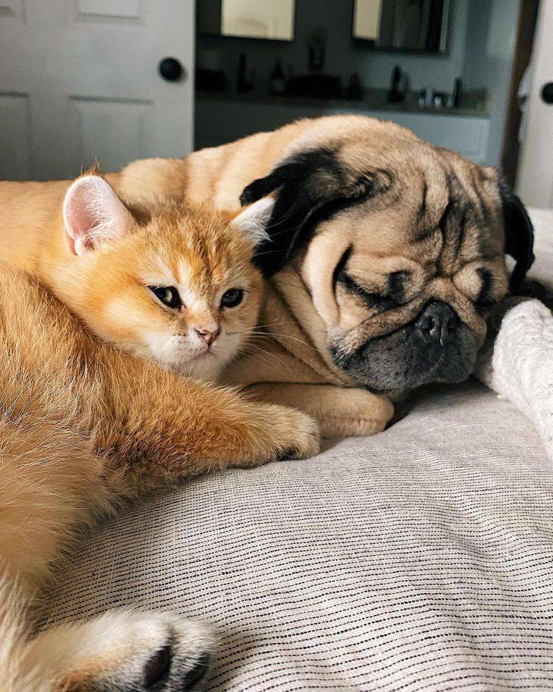 Pug