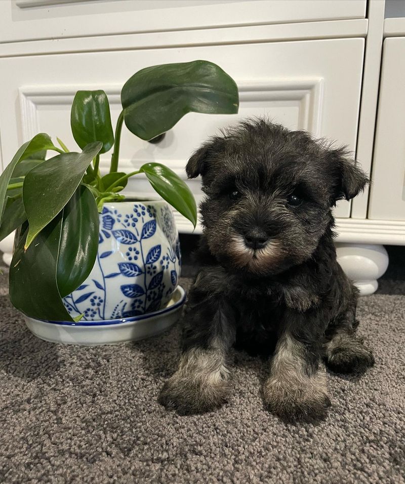 Miniature Schnauzer