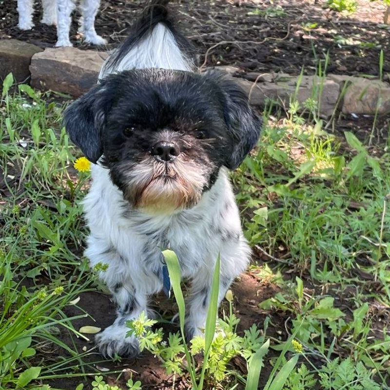 Shih Tzu