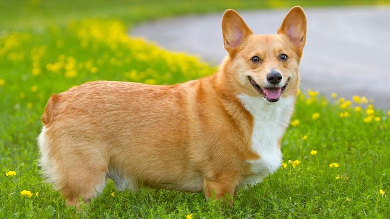 Pembroke Welsh Corgi