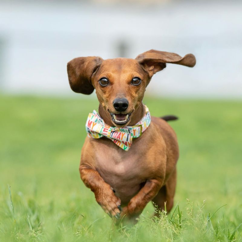 Dachshund