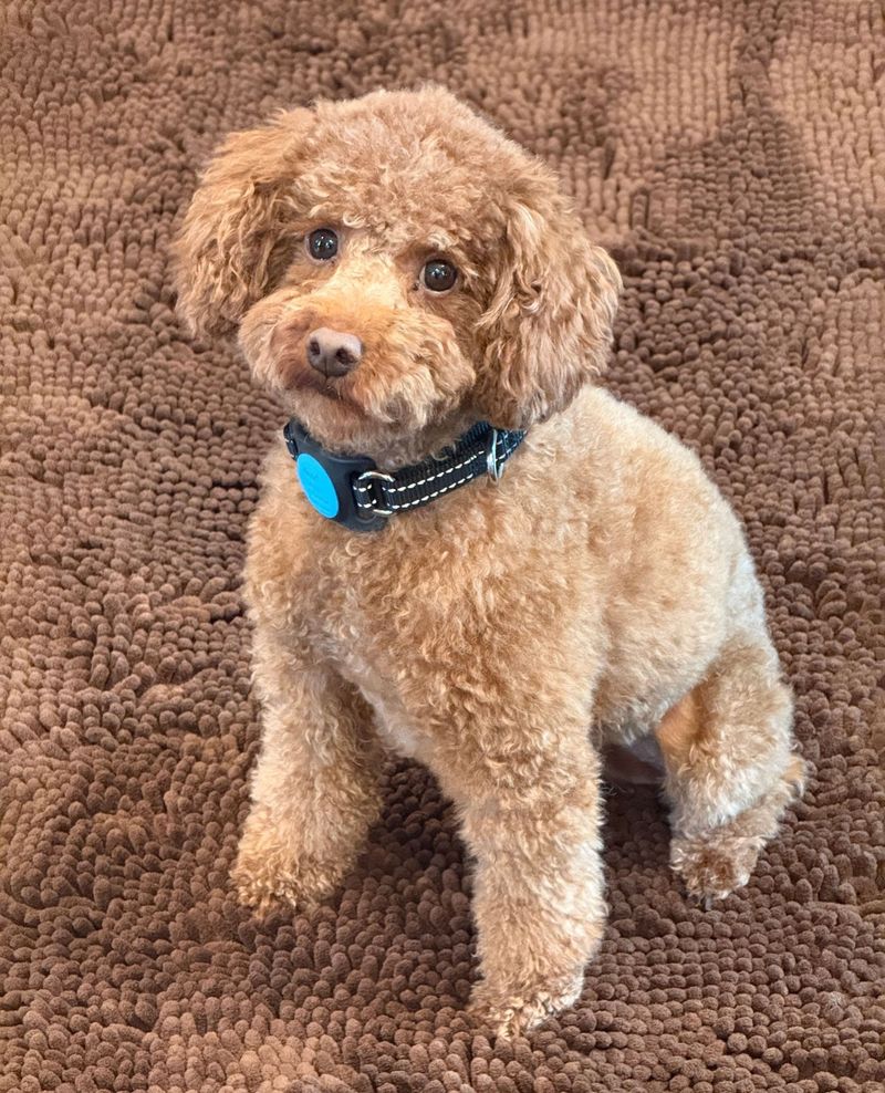 Poodle