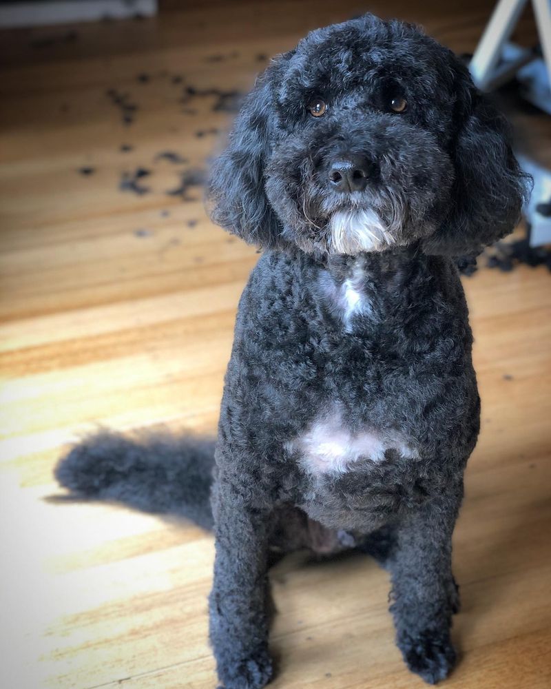 Portuguese Water Dog