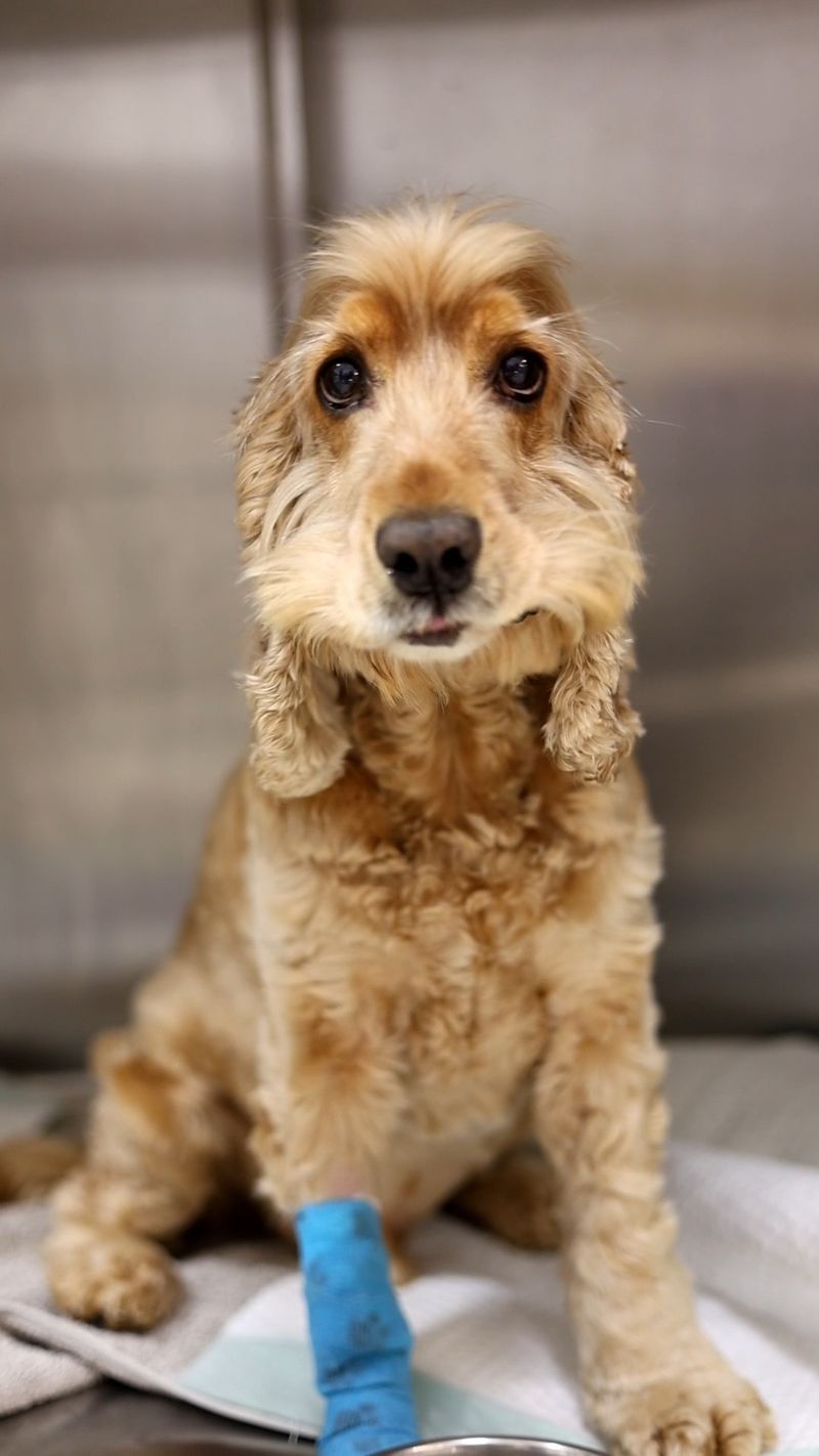 Cocker Spaniel
