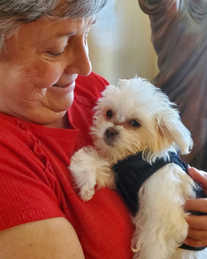 Maltese