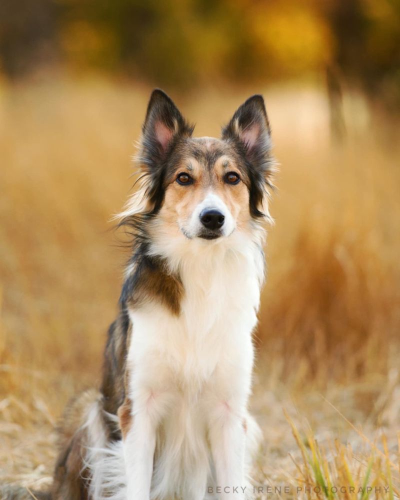 Collie