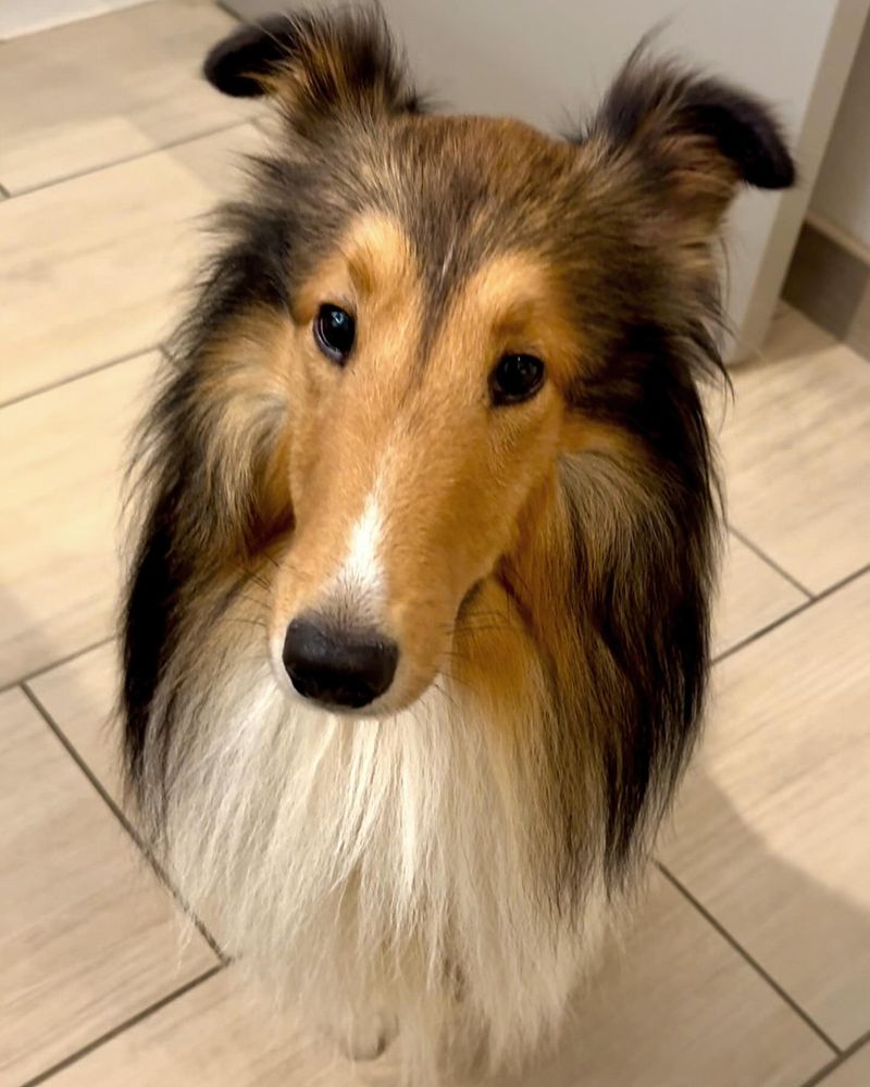 Shetland Sheepdog