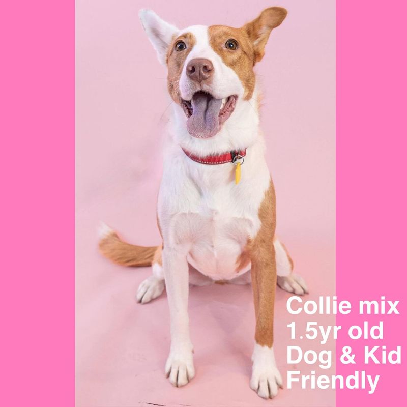 Collie