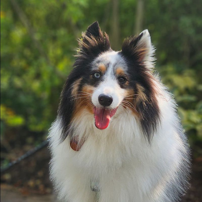 Shetland Sheepdog