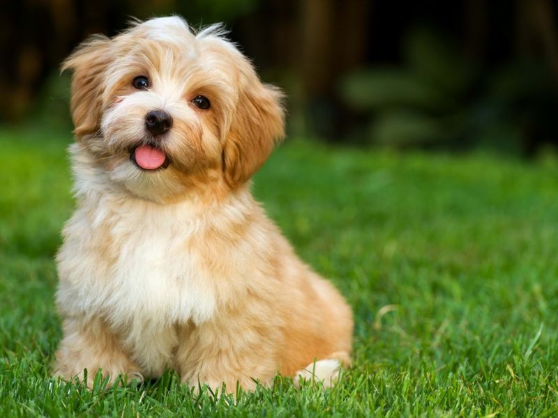 Havanese