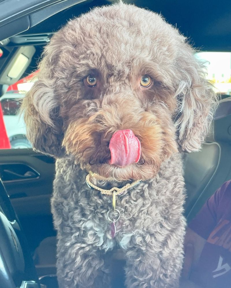 Portuguese Water Dog