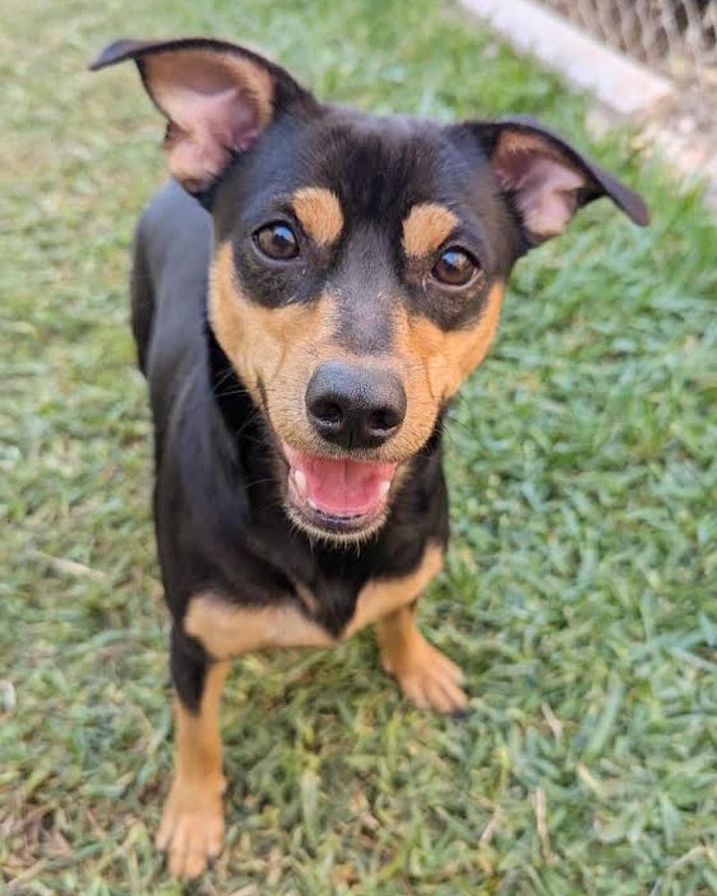Miniature Pinscher