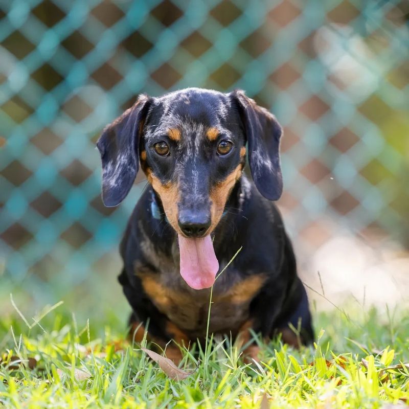 Dachshund