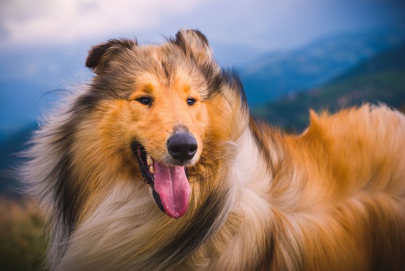 Collie